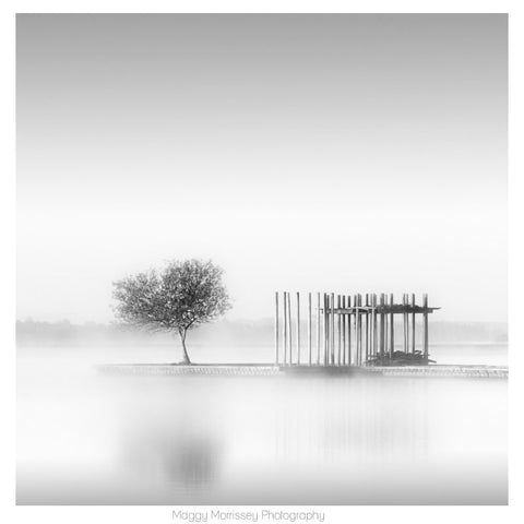 'The Water Tree' Calming Lake Photography Print