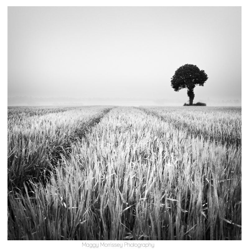 'The Wheat Field' Wall Art Print