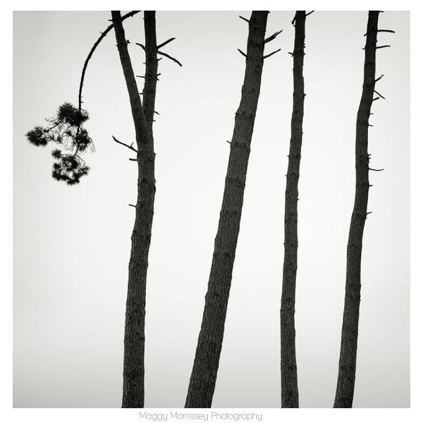 'Whispering Pines' Minimalist Art Print