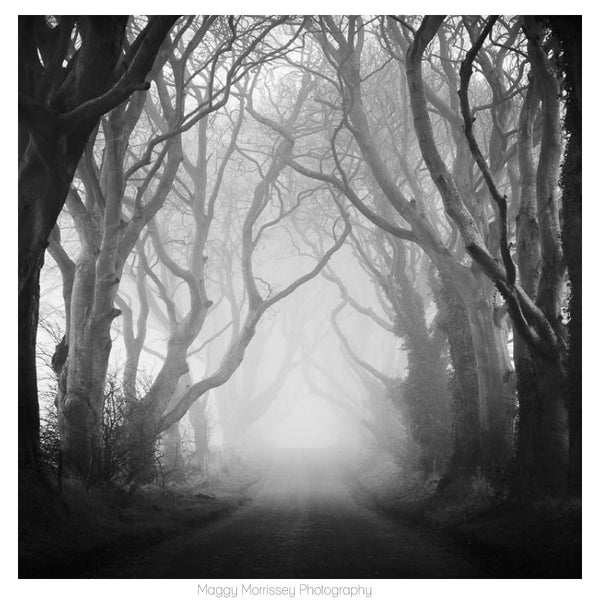 'Enchanted Forest' Dark Hedges Wall Art Print